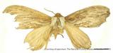 {βզX:Pachypasoides albisparsa (Wileman 1910)