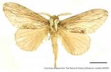 {βզX:Pachypasoides albisparsa (Wileman 1910)