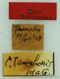 {βզX:Euthrix tamahonis (Matsumura' 1927)