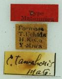 {βզX:Euthrix tamahonis (Matsumura 1927)