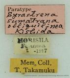 {βզX:Syrastrena sumatrana oliquilinea Kishida 1985