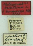 {βզX:Malacosoma neustria formosana Matsumura 1932