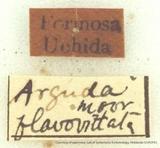 {βզX:Radhica flavovittata taiwanensis (Matsumura 1932)