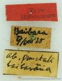 PW:Dendrolimus punctatus baibarana Matsumura 1926