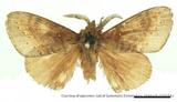PW:Dendrolimus punctatus pallidiola Matsumura 1926