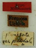 PW:Dendrolimus punctatus pallidiola Matsumura' 1926