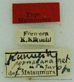 PW:Dendrolimus formosana usuguronis Matsumura 1927