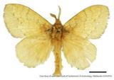 PW:Dendrolimus formosana flavopallida
            Matsumura 1927