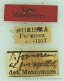PW:Dendrolimus formosana fuscobasalis
            Matsumura 1927
