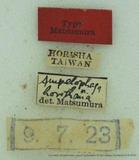 PW:Ampelophaga horishana Matsumura' 1927