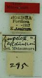 PW:Ampelophaga takamukui Matsumura 1927