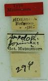 զX:Ampelophaga formosana Matsumura' 1927