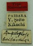 PW:Ampelophaga baibarana Matsumura' 1927