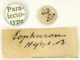 現用組合:Neogurelca hyas (Walker 1856)