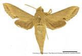 PW:Chaerocampa swinhoei Moore 1866