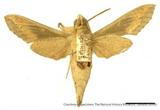 PW:Chaerocampa swinhoei Moore' 1866