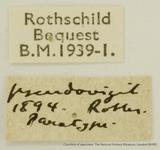 PW:Panacra pseudovigil Rothschild' 1894