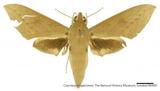 PW:Chaerocampa punctivenata Butler 1875