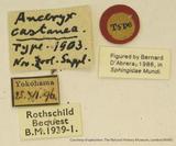 {βզX:Acosmeryx castanea Rothschild & Jordan' 1903
