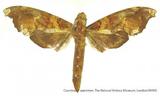 զX:Cypa mirabilis Rothschild' 1894