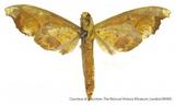զX:Cypa mirabilis Rothschild' 1894