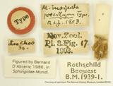 {βզX:Macroglossum poecilum Rothschild &            Jordan' 1903