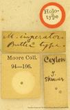 {βզX:Macroglossum mitchelli imperator (Butler' 1875)