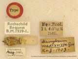 {βզX:Macroglossum mediovitta Rothschild &            Jordan' 1903