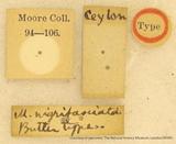 PW:Macroglossum nigrifasciata Butler' 1875