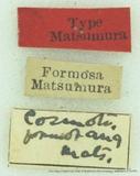 {βզX:Ganisa postica formosicola Matsumura 1931