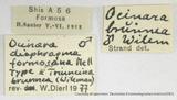 PW:Ocinara diaphrapma formosana Mell 1958