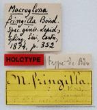 PW:Macroglossa fringilla Boisduval' 1875