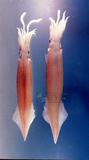 尖仔鎖管學名：Uroteuthis (Photololigo) sibogae