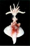 八腕魷學名：Octopoteuthis sicula