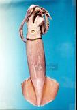 南魷學名：Sthenoteuthis oualaniensis