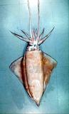 飛魷學名：Thysanoteuthis rhombus