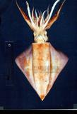 飛魷學名：Thysanoteuthis rhombus