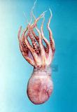 砂蛸學名：Octopus aegina