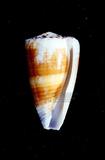小牛芋螺學名：Conus vitulinus