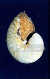 鸚鵡螺學名：Nautilus pompilius