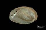 九孔（編目號 ：A0005-02）英文名：Haliotis diversicolor拉丁學名：Haliotis diversicolor中文俗名：九孔、雜色鮑、石決明英文俗名：Abalone、Ormer、Sea ear同種異名： aquatilis Reeve  1846; gruneri Philippi  1848; sup 