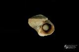 珠螺（編目號 ：A0070-18）英文名：Lunella coronata拉丁學名：Lunella coronata中文俗名：蠑螺英文俗名：Coronate Moon Turban同種異名： coreensis Recluz  1853 