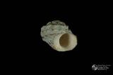 珠螺（編目號 ：A0070-19）英文名：Lunella coronata拉丁學名：Lunella coronata中文俗名：蠑螺英文俗名：Coronate Moon Turban同種異名： coreensis Recluz  1853 