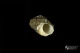 珠螺（編目號 ：A0070-20）英文名：Lunella coronata拉丁學名：Lunella coronata中文俗名：蠑螺英文俗名：Coronate Moon Turban同種異名： coreensis Recluz  1853 