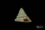 銀塔鐘螺（編目號 ：A0034-2）英文名：Tectus pyramis拉丁學名：Tectus pyramis同種異名：obeliscus Gmelin; acutus Lamarck
