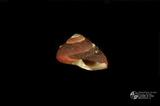 素面黑鐘螺（編目號 ：A0044-3）英文名：Chlorostoma xanthostigma拉丁學名：Chlorostoma xanthostigma同種異名： nigricolor Dunker  1860 