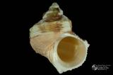 金口蠑螺（編目號 ：A0063-1）英文名：Turbo chrysostomus拉丁學名：Turbo chrysostomus