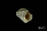 珠螺（編目號 ：A0070-23）英文名：Lunella coronata拉丁學名：Lunella coronata中文俗名：蠑螺英文俗名：Coronate Moon Turban同種異名： coreensis Recluz  1853 