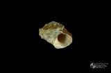 珠螺（編目號 ：A0070-32）英文名：Lunella coronata拉丁學名：Lunella coronata中文俗名：蠑螺英文俗名：Coronate Moon Turban同種異名： coreensis Recluz  1853 