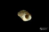 珠螺（編目號 ：A0070-36）英文名：Lunella coronata拉丁學名：Lunella coronata中文俗名：蠑螺英文俗名：Coronate Moon Turban同種異名： coreensis Recluz  1853 